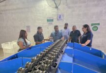República Dominicana exporta aguacate Hass orgánico a Europa y Estados Unidos